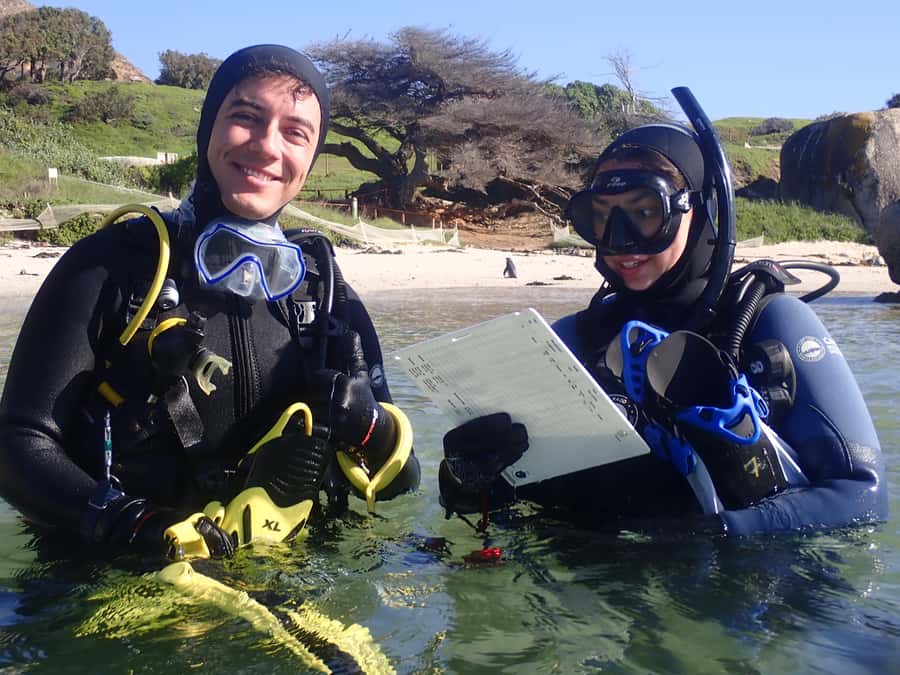 Cape Town: Shark Science SCUBA Diving Experience - Why This Shark Science Morning Beats a Standard Ocean Tour