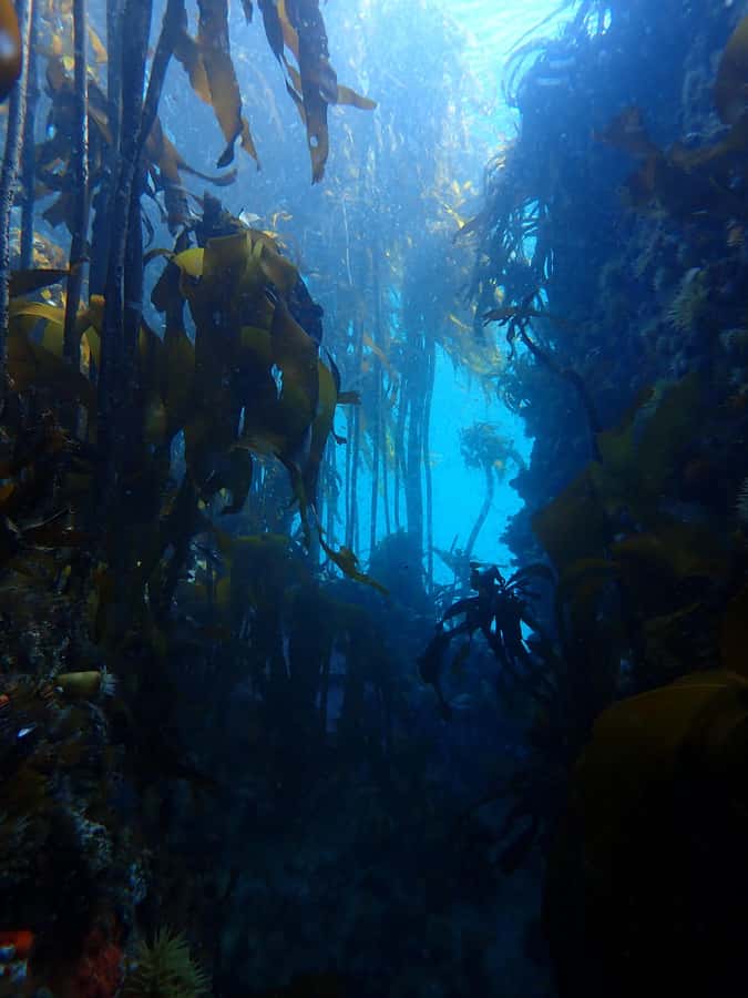 Cape Town: Shark Science SCUBA Diving Experience - The Great African Sea Forest Briefing: What You’re Looking At Under the Kelp