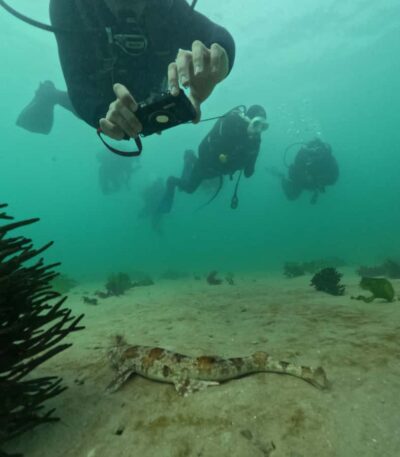 Cape Town: Shark Science SCUBA Diving Experience - Ocean HUB in Simon’s Town: Getting Oriented Without the Chaos