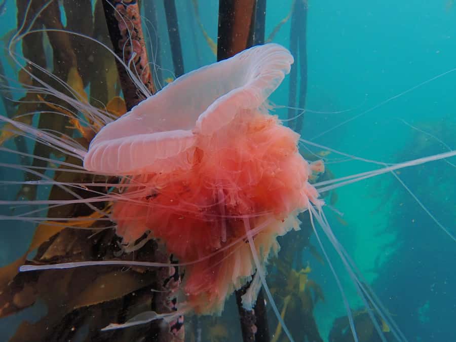 Cape Town: Shark Science SCUBA Diving Experience - Fin Spotter and Data Slates: Turning Photos Into Conservation