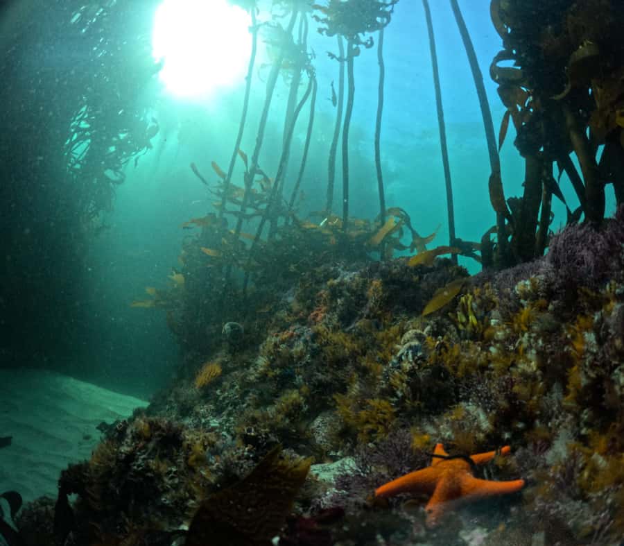 Cape Town: Shark Science SCUBA Diving Experience - Timing, Comfort, and How to Plan Your Lunch Day