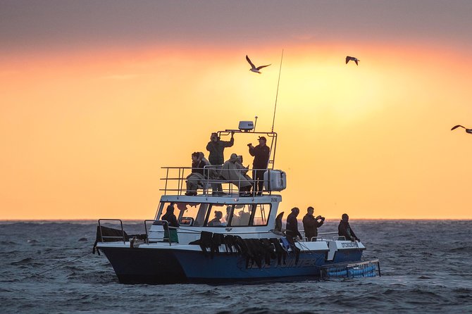 CapeTown: Shark Cage Diving Experience with Scuba - The 3.5 Hours Schedule: From Simon’s Town Wharf to Your Time in the Cage