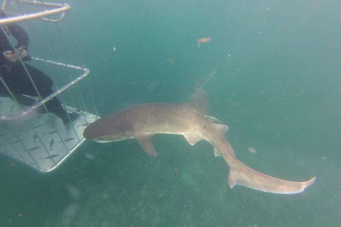 CapeTown: Shark Cage Diving Experience with Scuba - Safety and Ethics: How the Crew Controls the Experience