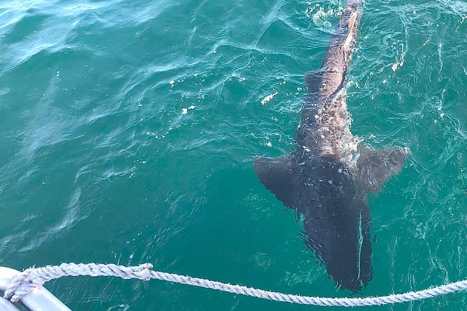 CapeTown: Shark Cage Diving Experience with Scuba - Beyond Sharks: Dolphins, Seals, Whales, Penguins, and Sea Lions