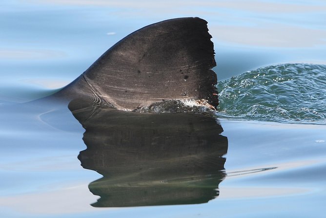CapeTown: Shark Cage Diving Experience with Scuba - What to Bring: The Packing List That Matches Real Conditions