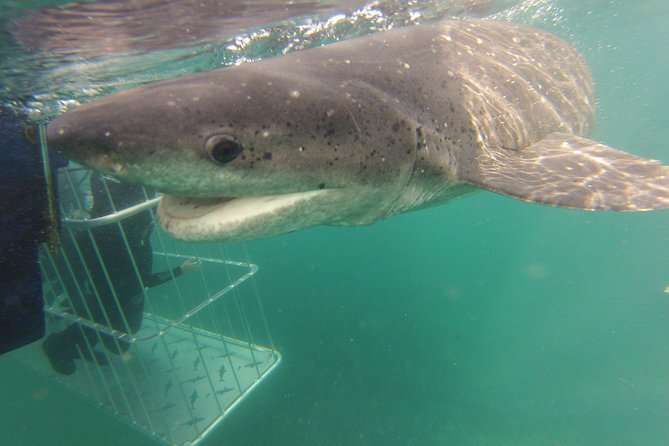 CapeTown: Shark Cage Diving Experience with Scuba - What You’re Likely to See: Bronze Whalers, Blue and Mako, and Seasonal Great Whites