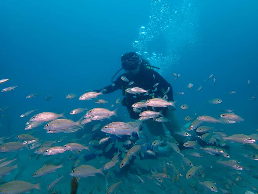Cartagena: 2 Tanks Dive Plan For CERTIFIED DIVERS - Timing back in Cartagena: you still get a real afternoon