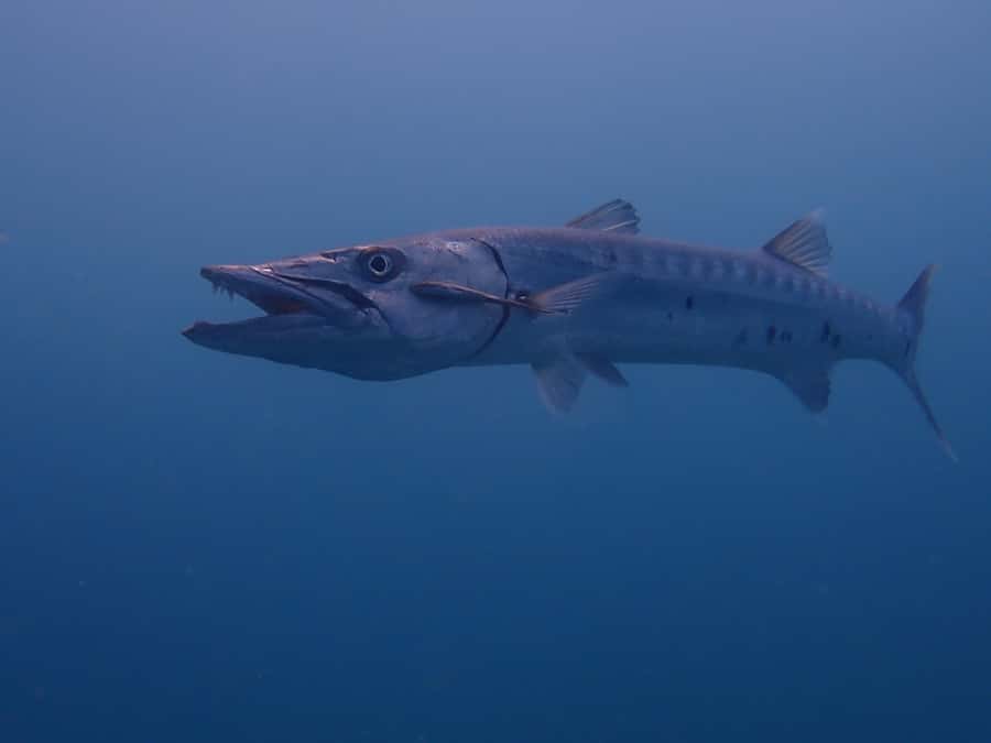 Cartagena: 2 Tanks Dive Plan For CERTIFIED DIVERS - Between sessions: the surface interval and fruit snack break