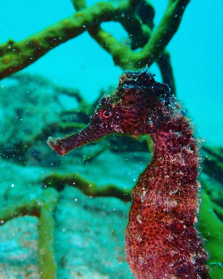 Cartagena: 2 Tanks Dive Plan For CERTIFIED DIVERS - What you’ll get on camera: photos and videos included