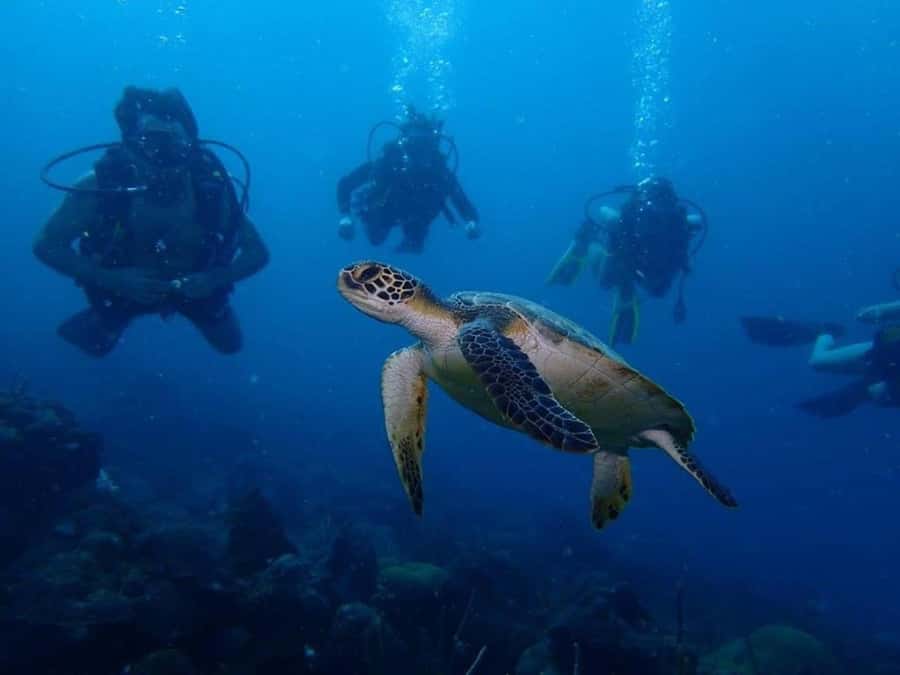 Cartagena: 2 Tanks Dive Plan For CERTIFIED DIVERS - The boat run to Barú: it’s not just transit