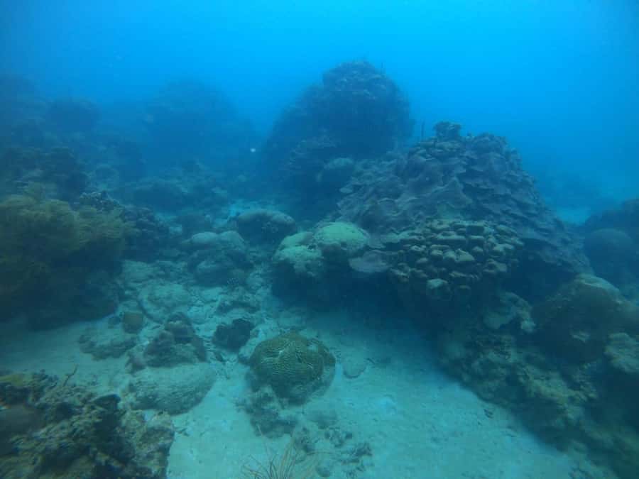 Cartagena: Basic Diving for beginners in Rosario Islands - Lunch on Barú: A Real Meal, Not a Token Sandwich