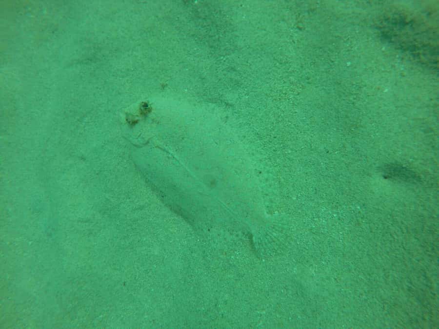 Cartagena: Basic Diving for beginners in Rosario Islands - Beach Break After Lunch: Rest Time That Actually Helps