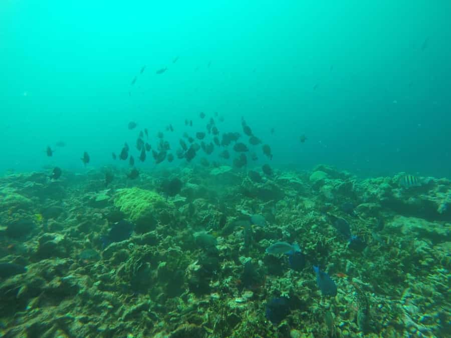 Cartagena: Basic Diving for beginners in Rosario Islands - Price and Value: What You Get for About $137