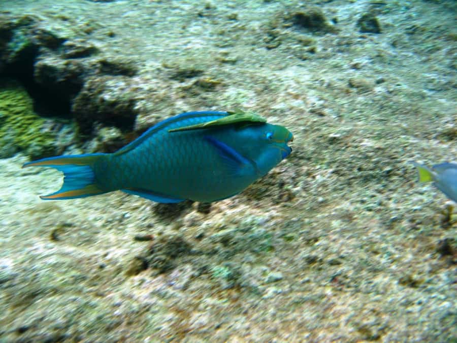 Cartagena: Basic Diving for beginners in Rosario Islands - What Can Trip You Up: Timing, Pickup Edges, and Beach-Prep Stuff