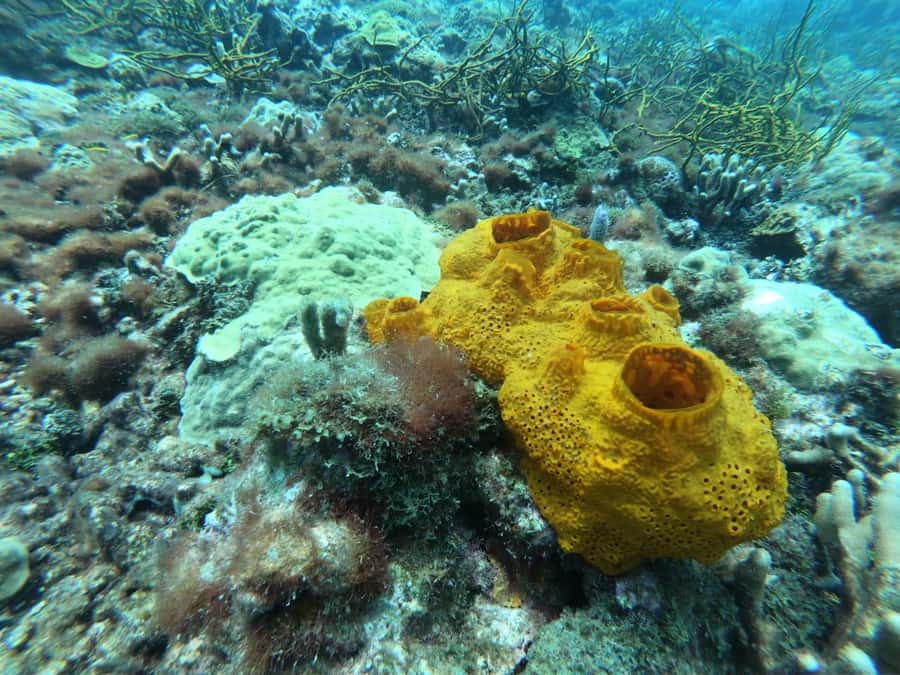 Cartagena: Basic Diving for beginners in Rosario Islands - Who This Beginner Scuba Session Is Best For