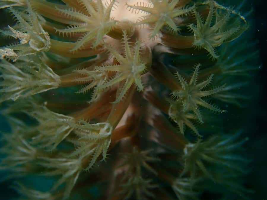 Cartagena: PADI DISCOVER SCUBA / MINICURSO DE BUCEO - Small logistics that will save you stress