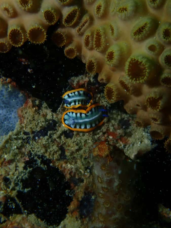 Cartagena: PADI DISCOVER SCUBA / MINICURSO DE BUCEO - Should you book this Barú scuba intro?