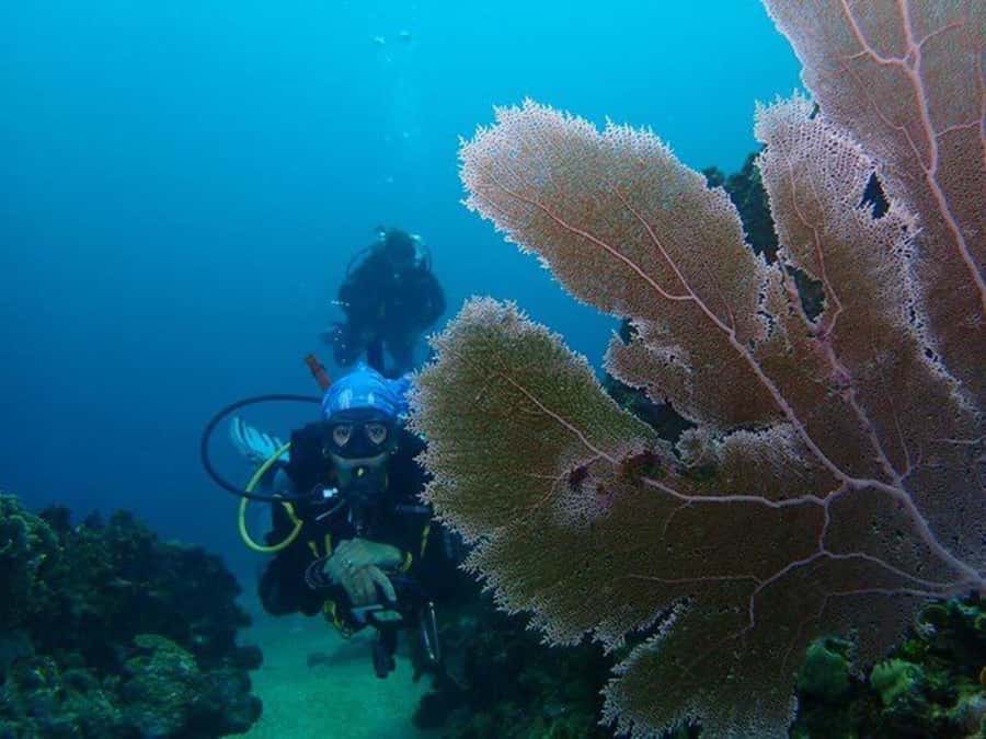 Cartagena: PADI DISCOVER SCUBA / MINICURSO DE BUCEO - Theory first: how the 20-minute online start prepares you (without overdoing it)