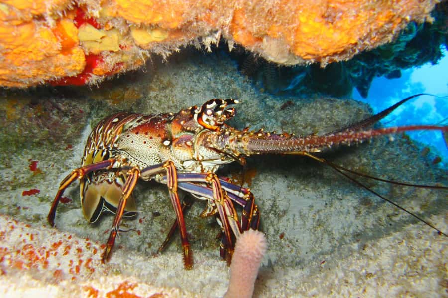 Cartagena: Scuba Diving Day Trip at Playa Blanca with Lunch - How I’d plan your day for less stress