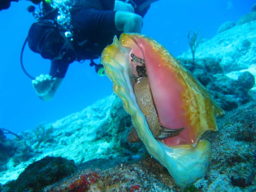 Cartagena: Scuba Diving Day Trip at Playa Blanca with Lunch - Playa Blanca on the Afternoon: beach bliss with a bit of navigation
