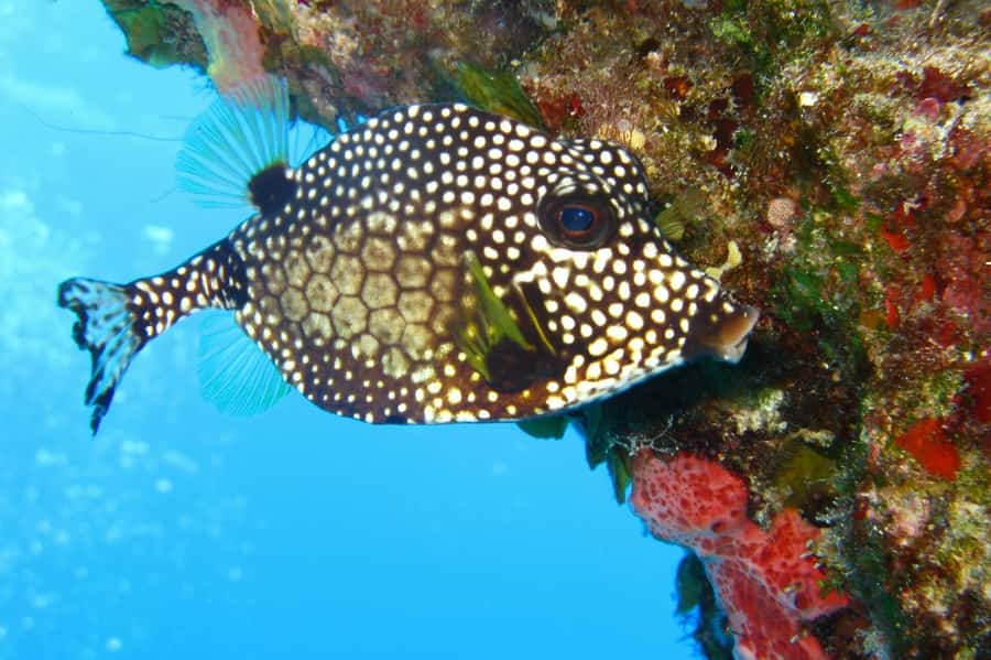 Cartagena: Scuba Diving Day Trip at Playa Blanca with Lunch - Price and value at $120: equipment, photos, lunch, and what you should judge