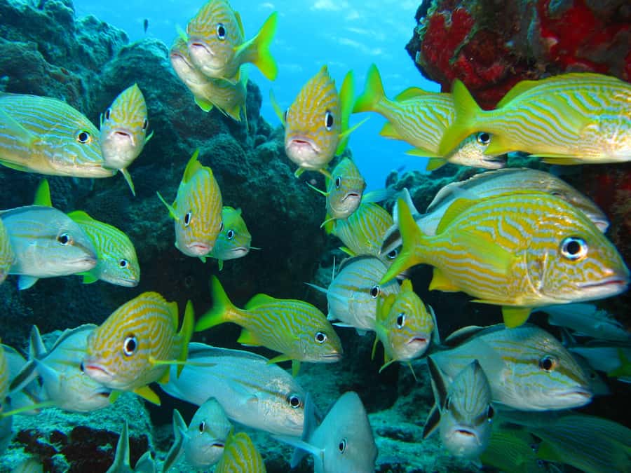 Cartagena: Scuba Diving Day Trip at Playa Blanca with Lunch - Language, group size, and the reality of the day moving fast