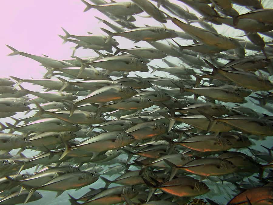 Cartagena: Scuba Diving Day Trip at Playa Blanca with Lunch - Who this tour fits best (and who should skip it)