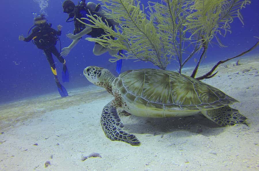 Cartagena: Scuba Diving Day Trip at Playa Blanca with Lunch - The Underwater Course on the Reef: what happens before you go in