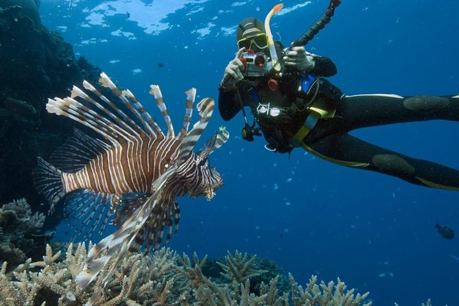 Catalina Island Diving Tour - Key highlights before you go