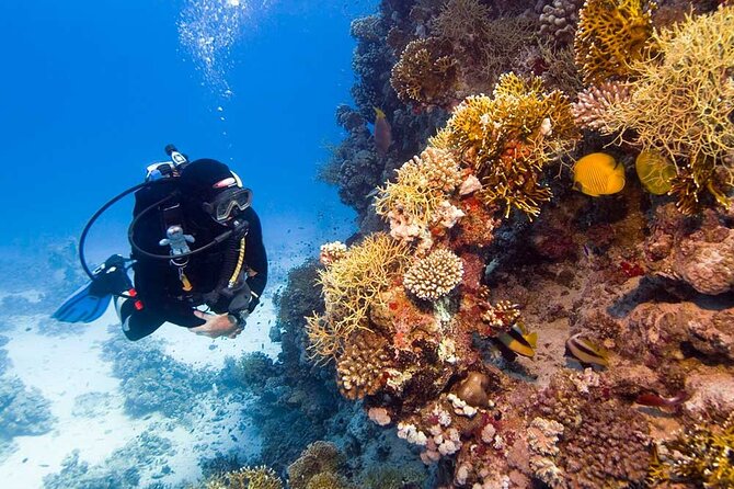 Catalina Island Diving Tour - The day starts with real transport, not chaos