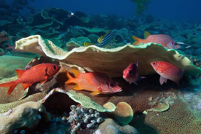 Catalina Island Diving Tour - What you’ll do on the water (and why guides matter)