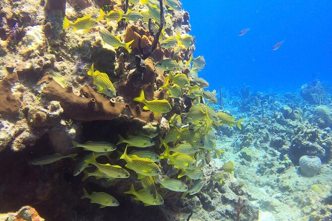 Catalina Island Diving Tour - Value check: why $210 can make sense
