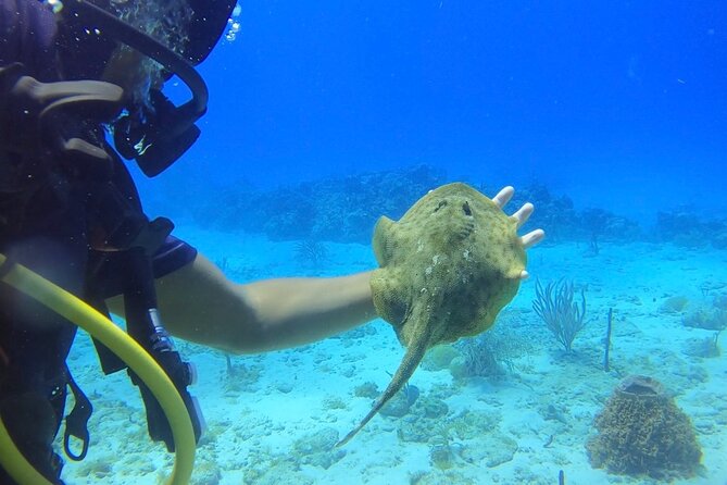Catalina Island Diving Tour - Mobile ticket makes check-in easier