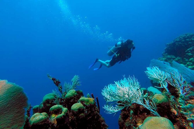 Catalina Island Diving Tour - Weather matters more than you think