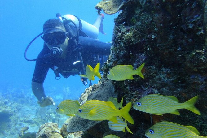 Catalina Island Scuba Diving and Snorkeling Tour from Punta Cana - Why Catalina Island feels like a real day trip, not a rushed boat ride