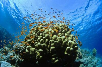 Catalina Island Scuba Diving and Snorkeling Tour from Punta Cana - Getting to La Romana: timing, pickup, and how to avoid the morning stumble