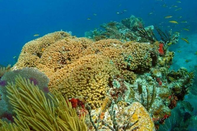 Catalina Island Scuba Diving and Snorkeling Tour from Punta Cana - Underwater stop 2: The Aquarium site and why fish lovers will like it