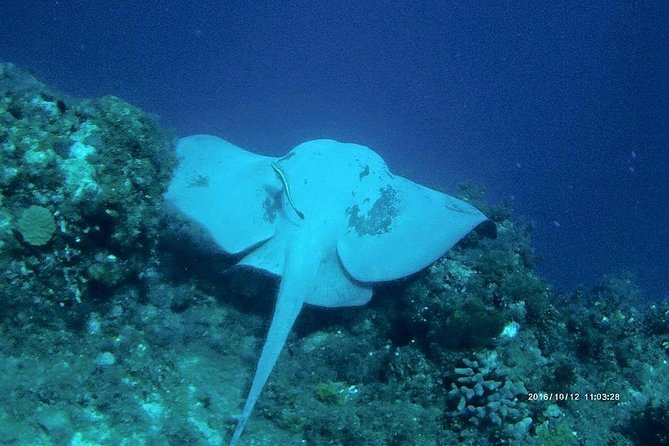 Catalina Island Scuba Diving and Snorkeling Tour from Punta Cana - Price check: is $170 good value for Punta Cana reef time?