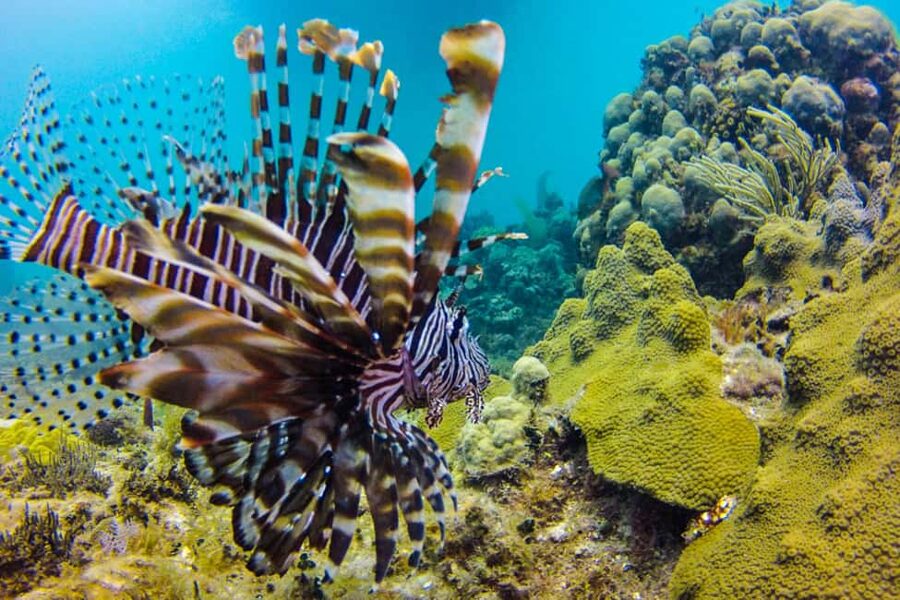 Catalina Island Scuba Diving Tour from Punta Cana - Who this Catalina Island trip suits best (and who should skip it)