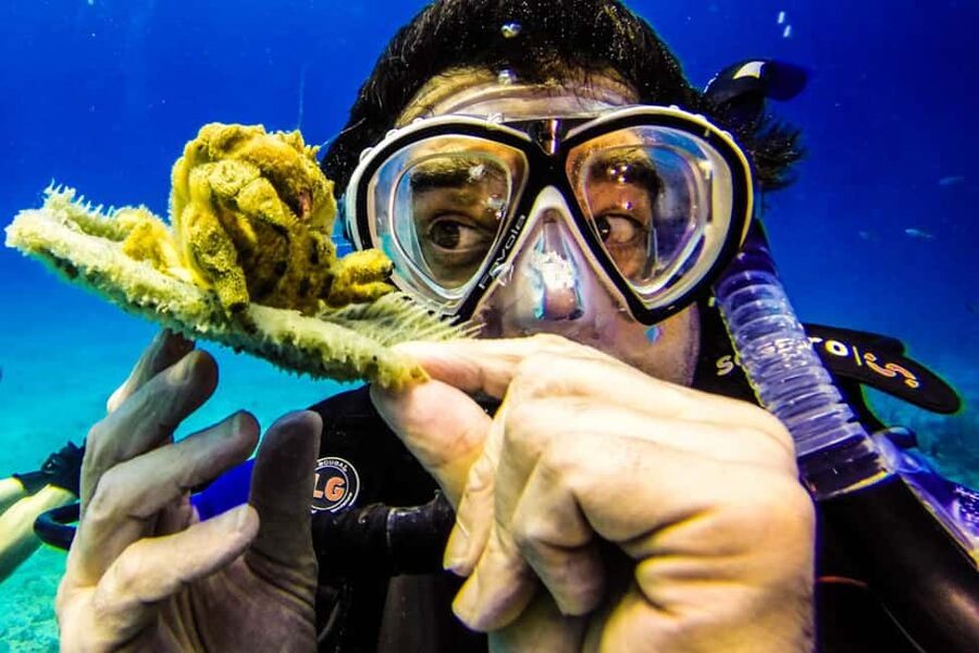 Catalina Island Scuba Diving Tour from Punta Cana - Scuba sessions at The Wall and The Aquarium: what you’ll see and what to watch for