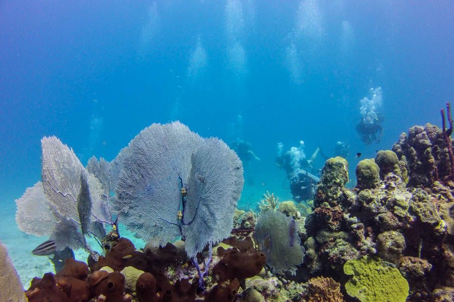 Catalina Island Scuba Diving Tour from Punta Cana - Snorkel off the beach: extra time in clear water