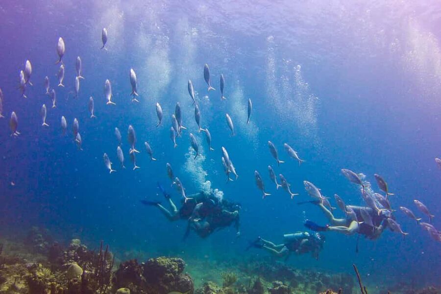 Catalina Island Scuba Diving Tour from Punta Cana - Safety and comfort: how to set yourself up well before you enter the water