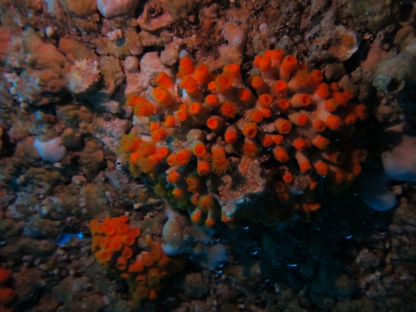 Catania: Gulf Scuba Diving Tour with Marine Biologist - Practical tips for your day in Catania waters