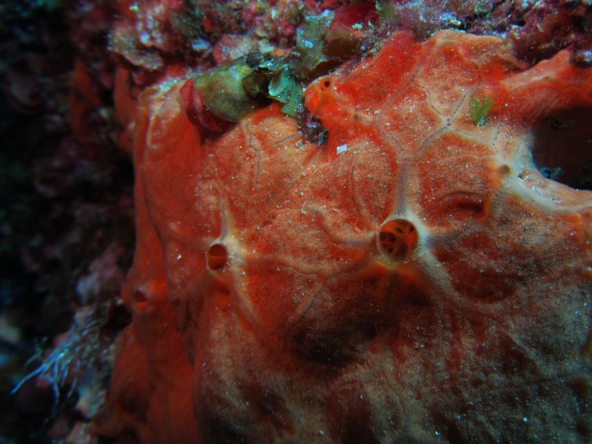 Catania: Gulf Scuba Diving Tour with Marine Biologist - Marine biologist guiding: how Andrea and the team turn sightings into learning