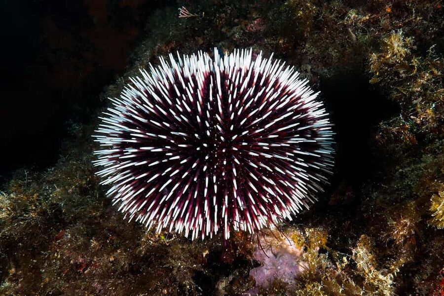 Catania: Scuba Diving Experience - Key Highlights Worth Planning For