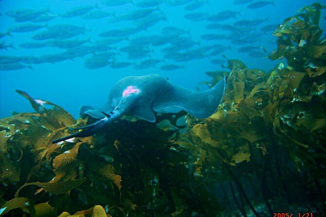 Cathedral Cove Dive & Snorkel- Marine Reserve specialised trips - What the crew actually does once you’re in the water