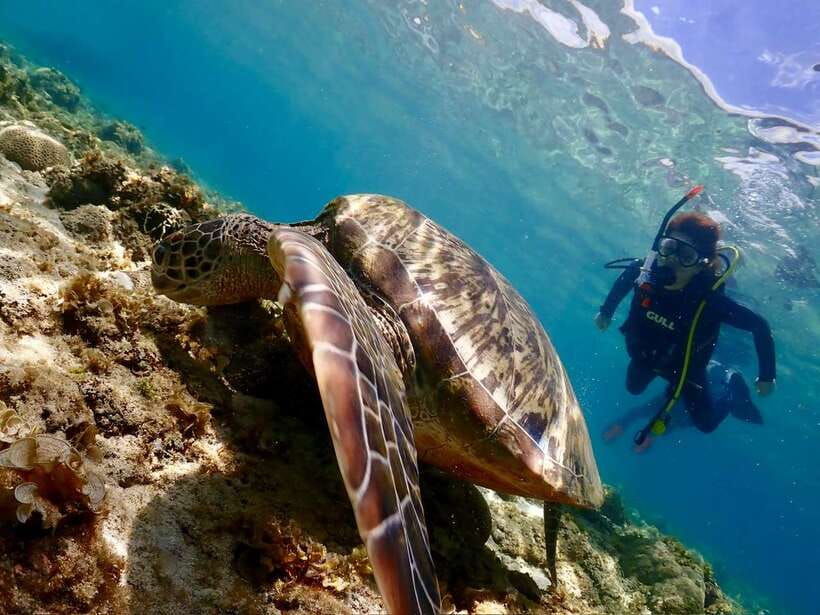 Cebu: Beach Scuba Diving Experience - Entering the Water: What Your First Sessions Feel Like