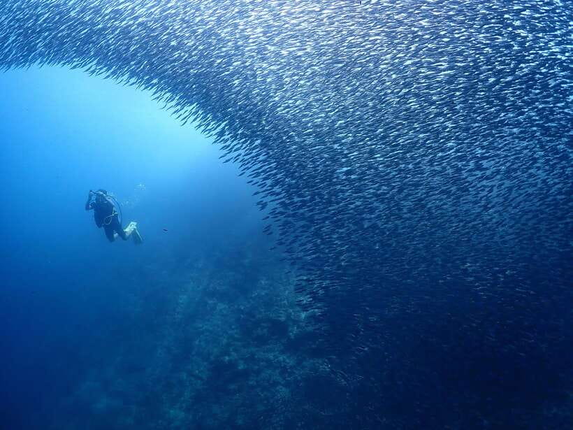 Cebu: Beach Scuba Diving Experience - The Instructors Who Make It Feel Simple (Oniel, Kenji, Romeo, and More)