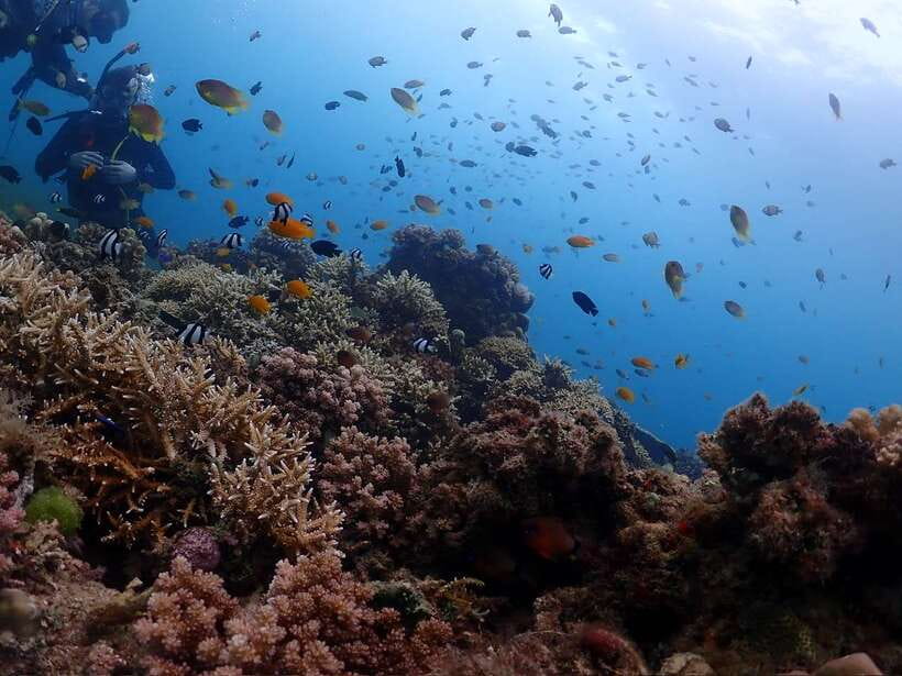 Cebu: Beach Scuba Diving Experience - Where This Experience Fits Best: First-Timers, Fun Divers, and Turtle Chasers