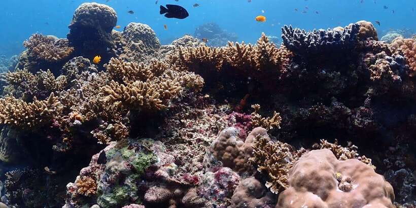 Cebu: Boat Diving Two Dive Tour in Olango Island - Nitrox option: when it might be worth asking about